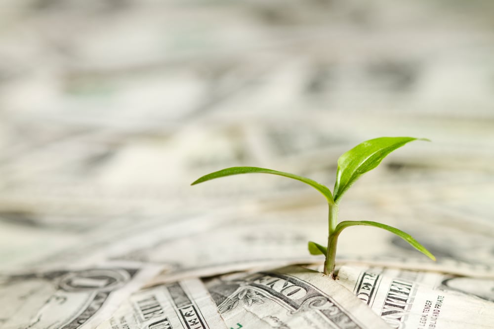 money plant